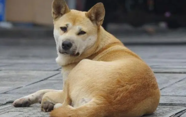 中华田园犬什么东西不能吃?哪些食物禁止喂食? 中华田园犬什么东西不能吃?哪些食物禁止喂食?