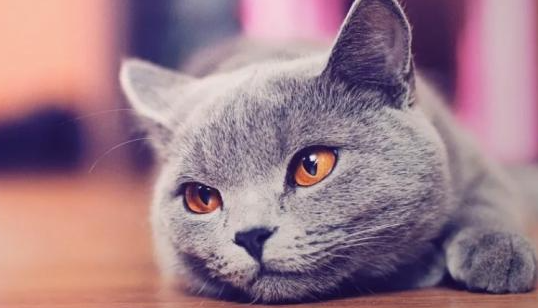 猫咪总是在凌晨三四点呕吐怎么回事啊？