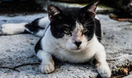 流浪猫咬伤会得狂犬病吗？最好及时治疗。