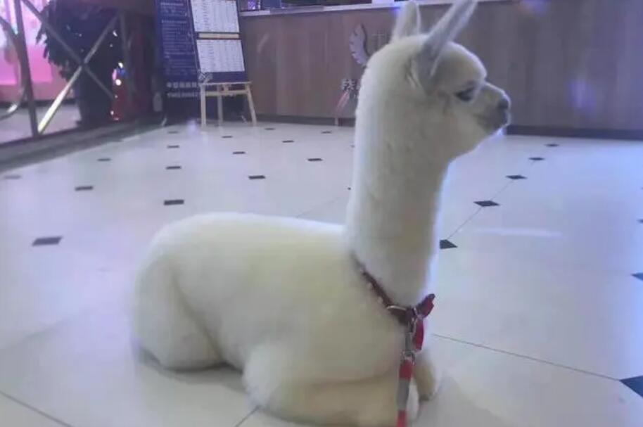羊驼养在家里臭吗