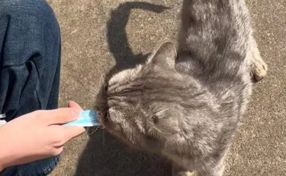 走失还是遗弃？在厂区流浪一个多月的虎斑美短依然温顺亲人