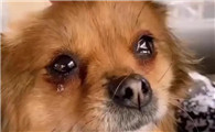 训练狗狗晚上不哭怎么办