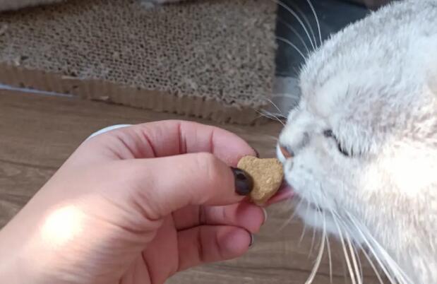 猫咪长期吃卵磷脂的危害 猫咪长期吃卵磷脂的危害