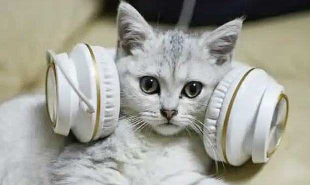猫咪听见音乐不叫为什么呢 猫咪听见音乐不叫为什么呢
