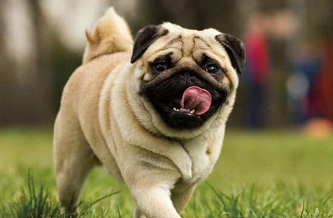 巴哥犬开心的表现