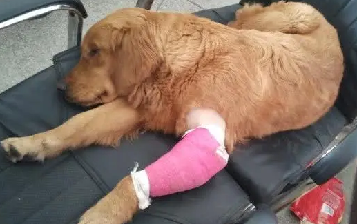 狗狗骨头会变形吗为什么呢
