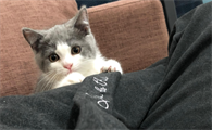 佛说猫的灵性都有哪些？
