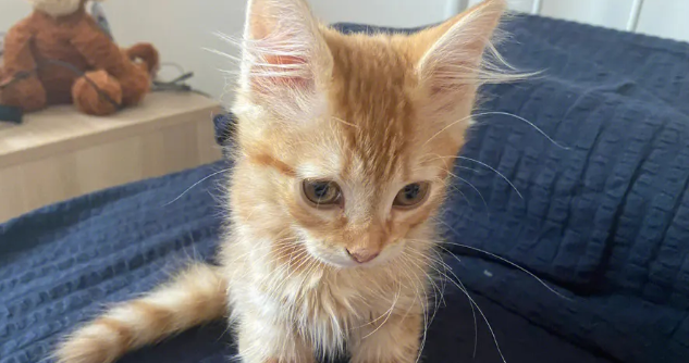 橘猫眼睛颜色有哪些?其实还蛮多的! 橘猫眼睛颜色有哪些?其实还蛮多的!