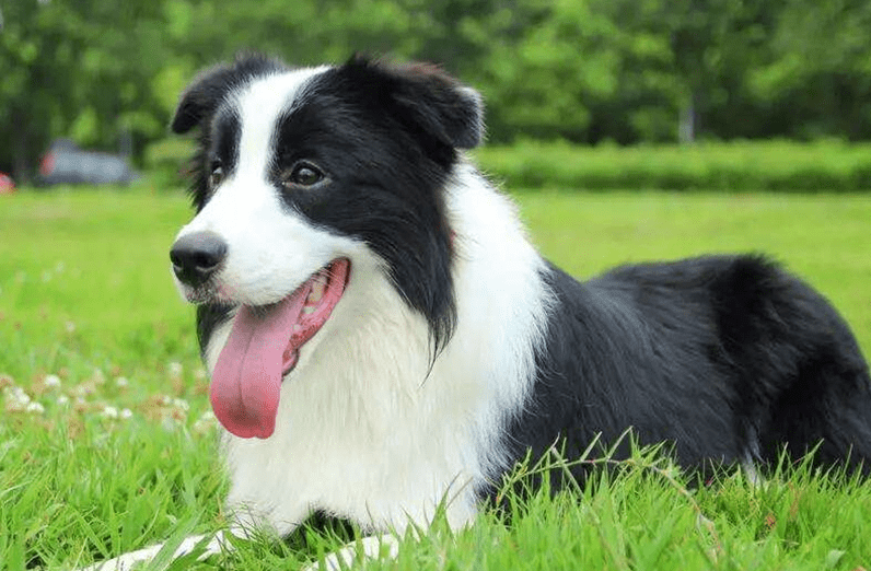名犬智商排行榜前十名