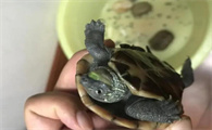 教训乌龟应该打它哪里