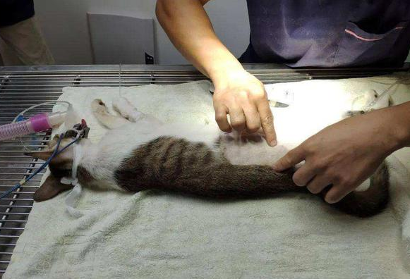 一只猫绝育后要跟另一只隔离吗为什么