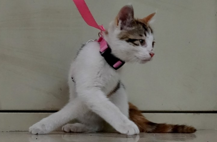 为什么要用绳子绑住猫咪 为什么要用绳子绑住猫咪