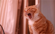 猫咪为什么会冲厕所呢