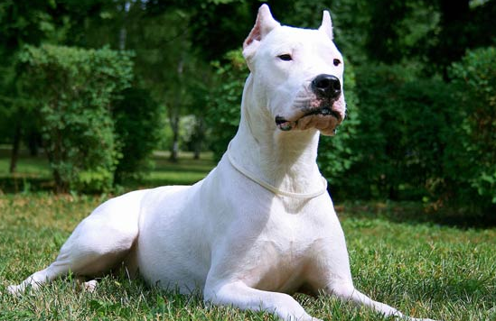 杜高犬是什么性格？快来了解一下