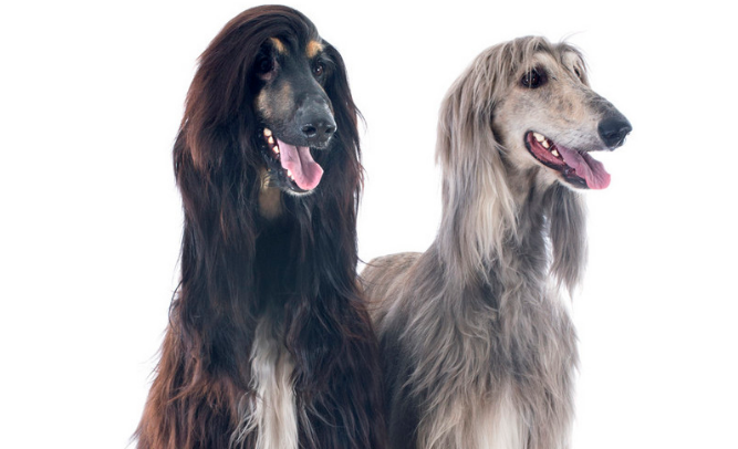中国禁养阿富汗犬吗