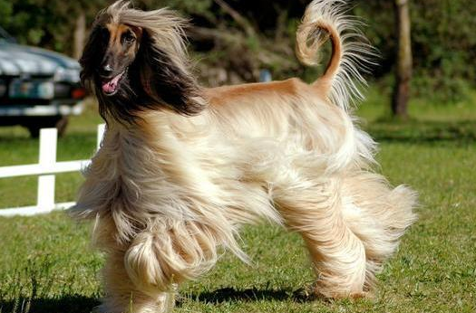 纯种阿富汗猎犬多少钱一只 纯种阿富汗猎犬多少钱一只