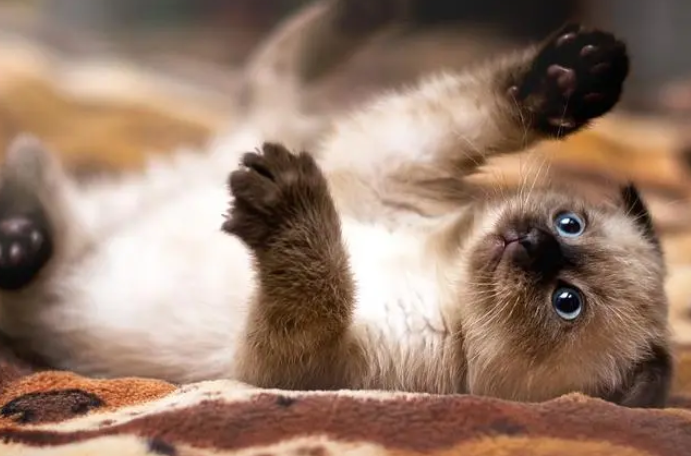 猫咪为什么会身上长毛虫的原因 猫咪为什么会身上长毛虫的原因
