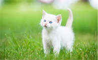 猫腹水一定会死吗