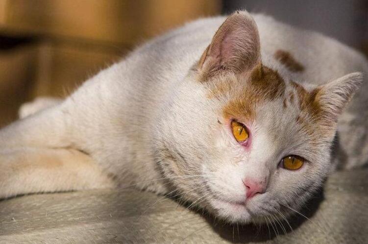 猫胀气怎么把气排出去 猫胀气怎么把气排出去