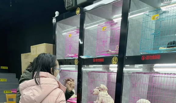 南京犬舍哪家最好