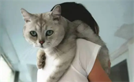 猫咪为什么会骑胳膊走路呢