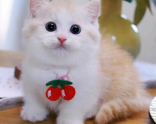 矮脚猫1500能买下来吗