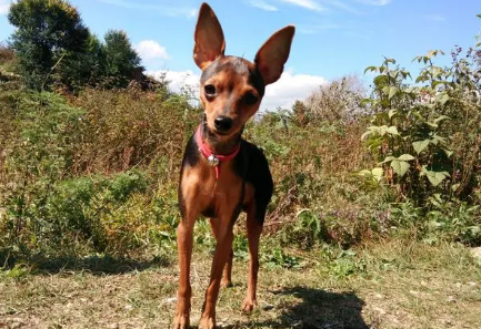 一文详解如何训练小鹿犬定点大小便？