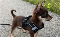 怎么挑选吉娃娃幼犬？来看看吧
