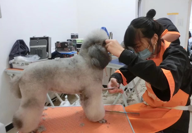 廊坊宠物美容师培训学校 廊坊宠物美容师培训学校