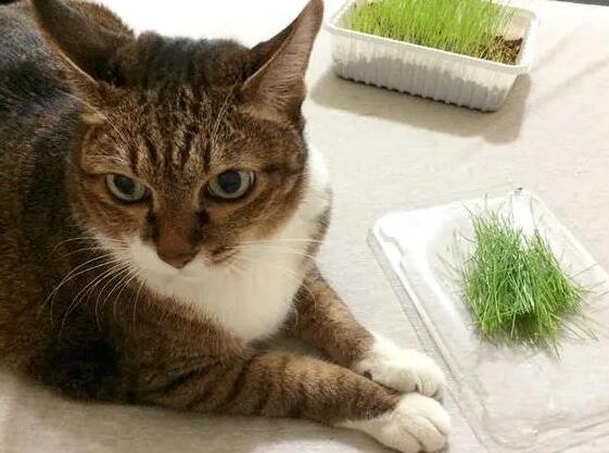 猫草剪碎危险 猫草剪碎危险