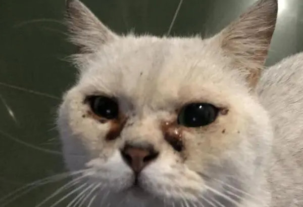 猫眼睛流红褐色分泌物用什么药