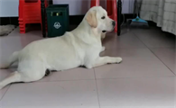 白色土狗和拉布拉多幼犬怎么区分的