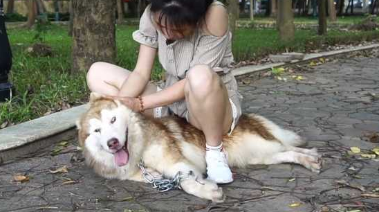 狗狗被骑还很开心怎么回事 狗狗被骑还很开心怎么回事