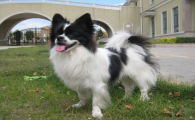 蝴蝶犬串串智商高吗