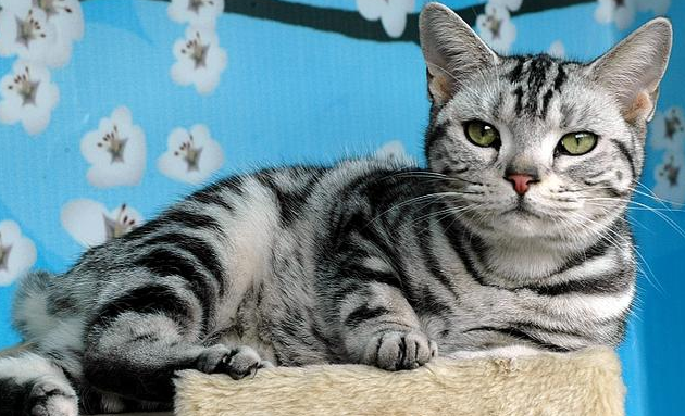 短毛猫都有哪些品种