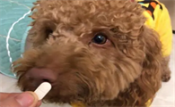 狗狗拉虫子吃什么药最有效