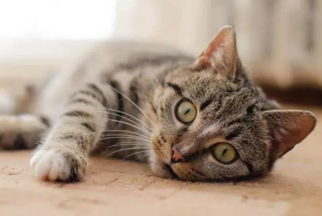 猫咪为什么会有应急反应呢