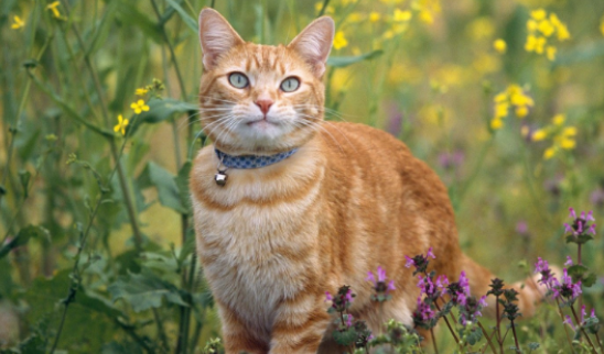 200元以内的宠物猫