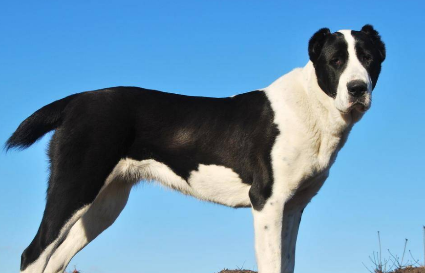 中亚牧羊犬拉稀怎么办?该采取什么措施? 中亚牧羊犬拉稀怎么办?该采取什么措施?