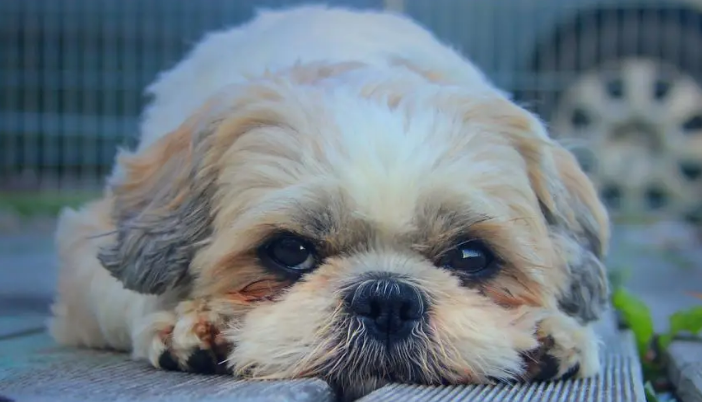 西施犬泪痕严重怎么办？家长们快来看！