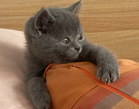 英短蓝猫怕冷吗冬天?冬天怎么护理? 英短蓝猫怕冷吗冬天?冬天怎么护理?