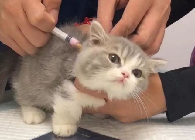 养宠物猫打什么疫苗好
