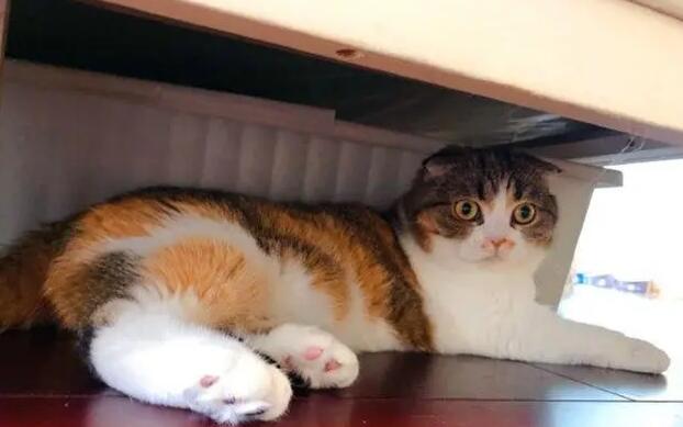 猫咪天生为什么胆小呢