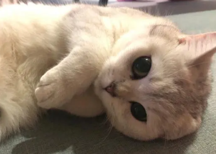 猫咪起床为什么总是叫唤呢