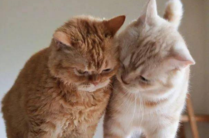 猫咪为什么总喜欢蹭脸