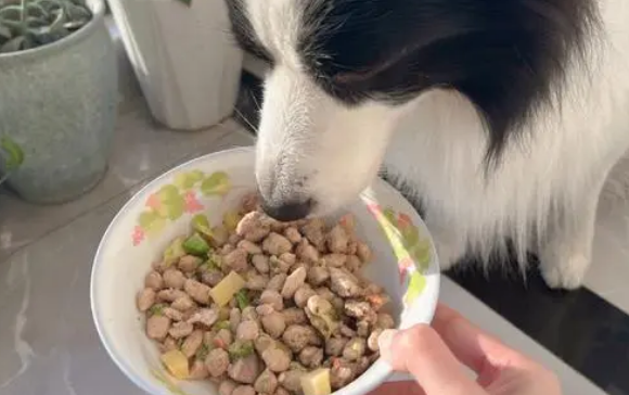 狗狗快递到家怎么样照顾它 狗狗快递到家怎么样照顾它