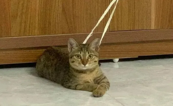 猫不小心被绳子勒了半天 猫不小心被绳子勒了半天