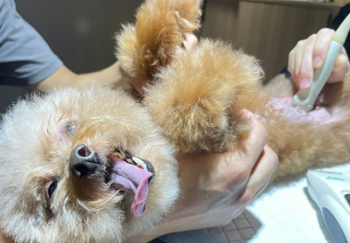 狗狗肿瘤保守治疗方法