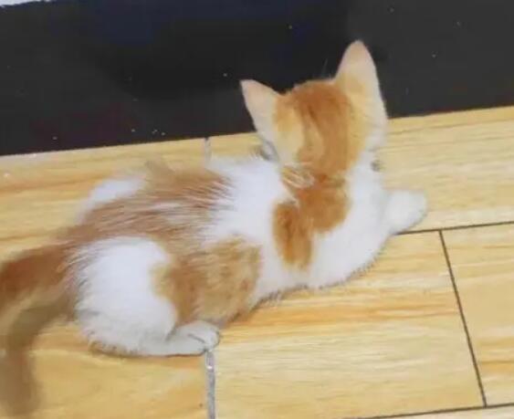 橘猫为什么喜欢吃草？吃草解渴？
