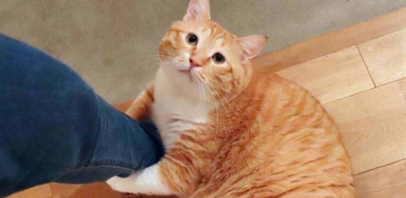 橘猫为什么只胖肚子?看完你就明白了! 橘猫为什么只胖肚子?看完你就明白了!